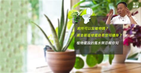 廁所可以放植物嗎